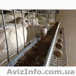 Продам перепела (взрослые птицы, несушки) породы Белый Техасский  - <ro>Изображение</ro><ru>Изображение</ru> #1, <ru>Объявление</ru> #1212694