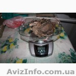 Продам перепепела (взрослые птицы, несушки) породы Турецкий  - <ro>Изображение</ro><ru>Изображение</ru> #1, <ru>Объявление</ru> #1214495