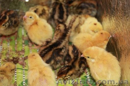 Продам перепела суточные (1-5) Турецкий Фараон - <ro>Изображение</ro><ru>Изображение</ru> #1, <ru>Объявление</ru> #1214487