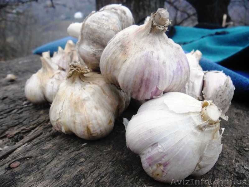 Продам чеснок на посадку Семена чеснока  - <ro>Изображение</ro><ru>Изображение</ru> #1, <ru>Объявление</ru> #1212025