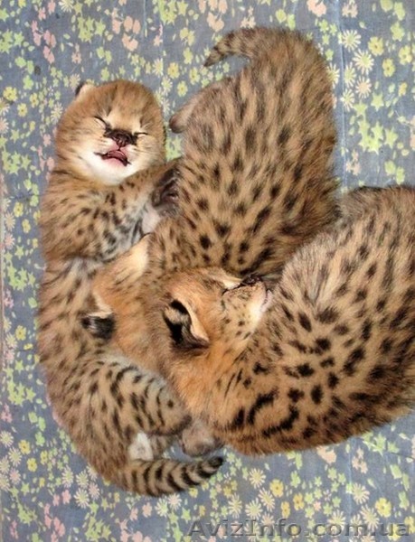 Серваль котята доступны - <ro>Изображение</ro><ru>Изображение</ru> #1, <ru>Объявление</ru> #1239492