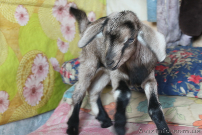 Козье молоко Киев  - <ro>Изображение</ro><ru>Изображение</ru> #1, <ru>Объявление</ru> #1228839