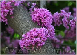 Купить саженцы, садовые растения оптом и в розницу - <ro>Изображение</ro><ru>Изображение</ru> #1, <ru>Объявление</ru> #1235679