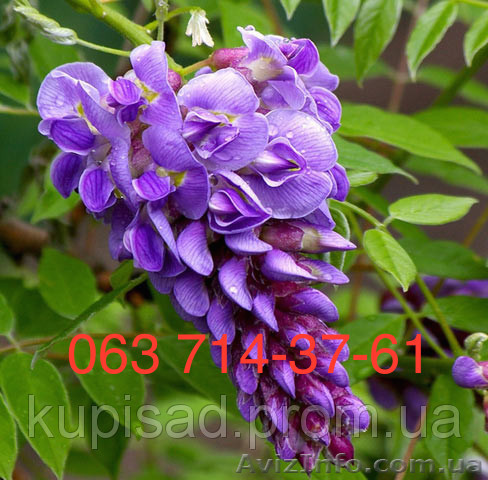 Саженцы Глициния, Вистерия Новой почтой - <ro>Изображение</ro><ru>Изображение</ru> #1, <ru>Объявление</ru> #1251610