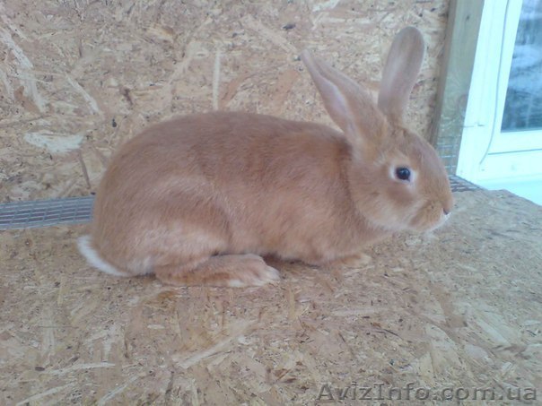 Продам чистокровных кроликов мясной породы – Бургундец - <ro>Изображение</ro><ru>Изображение</ru> #1, <ru>Объявление</ru> #1253777