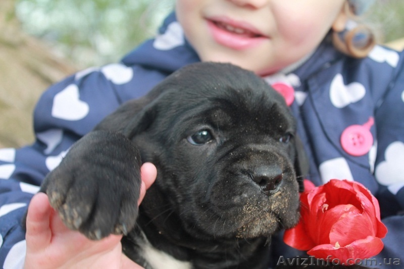 Высокопородные щенки Кане Корсо Итальяно 1.5 мес - <ro>Изображение</ro><ru>Изображение</ru> #1, <ru>Объявление</ru> #1261300