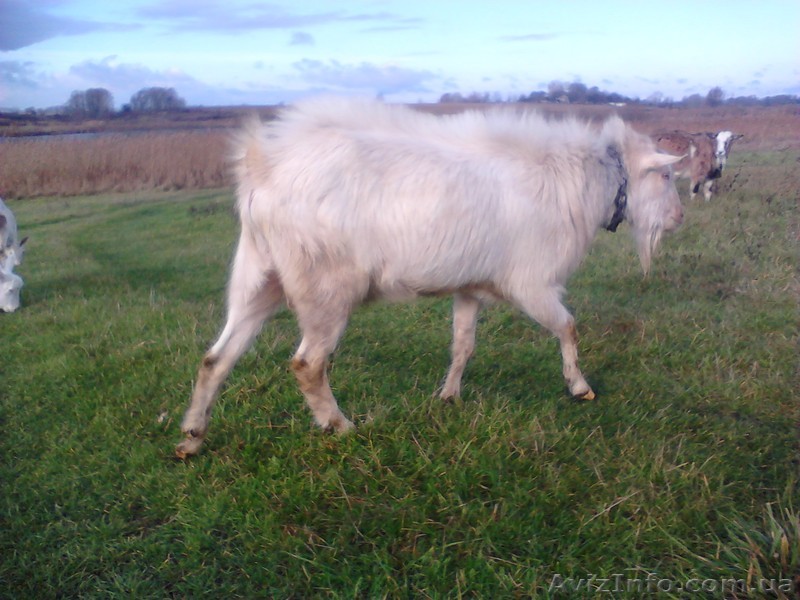 Самое целебное и органическое козье мясо - <ro>Изображение</ro><ru>Изображение</ru> #1, <ru>Объявление</ru> #1258584