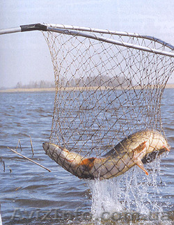 Мы продаем личинку-сома Европейского,амура,толстолоба. - <ro>Изображение</ro><ru>Изображение</ru> #1, <ru>Объявление</ru> #1256973