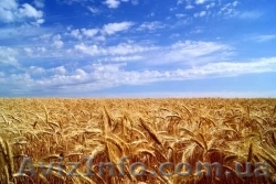 Селитра аммиачная, карбамид, нитроаммофос, КАС 32,выгодная цена с доставкой - <ro>Изображение</ro><ru>Изображение</ru> #1, <ru>Объявление</ru> #1263462