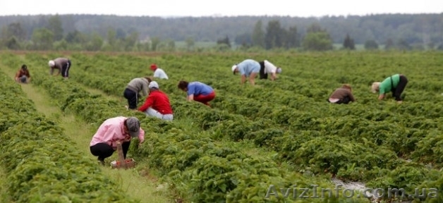 Требуются рабочие на сбор клубники в Финляндию - <ro>Изображение</ro><ru>Изображение</ru> #1, <ru>Объявление</ru> #1274976