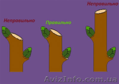 Оперативная вырубка деревьев в Киеве, спил деревьев Киев - <ro>Изображение</ro><ru>Изображение</ru> #1, <ru>Объявление</ru> #1282632