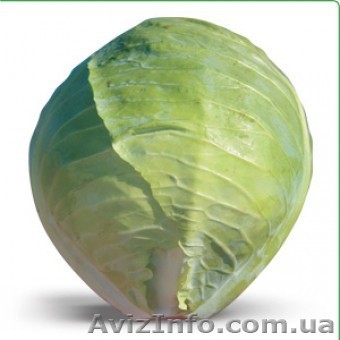 Семена белокочанной капусты HITOMI F1 / ХИТОМИ F1 (Китано) - <ro>Изображение</ro><ru>Изображение</ru> #1, <ru>Объявление</ru> #1278783