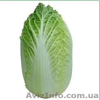 семена пекинской капусты KS 934 F1 фирмы Китано - <ro>Изображение</ro><ru>Изображение</ru> #1, <ru>Объявление</ru> #1278781
