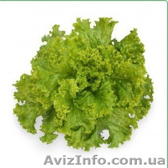 Семена салата KS 129 фирмы Китано - <ro>Изображение</ro><ru>Изображение</ru> #1, <ru>Объявление</ru> #1277188