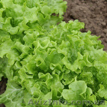 Семена салата KS 190 (Китано) - <ro>Изображение</ro><ru>Изображение</ru> #1, <ru>Объявление</ru> #1279040