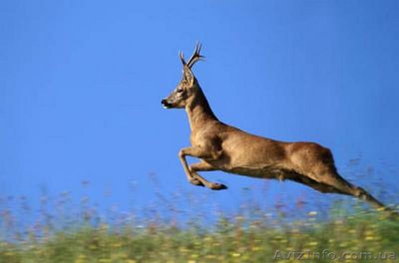 Косуля. Куплю косуль разного возраста - <ro>Изображение</ro><ru>Изображение</ru> #1, <ru>Объявление</ru> #1284780