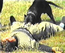 Дрессировка собак Киев - <ro>Изображение</ro><ru>Изображение</ru> #1, <ru>Объявление</ru> #1291087