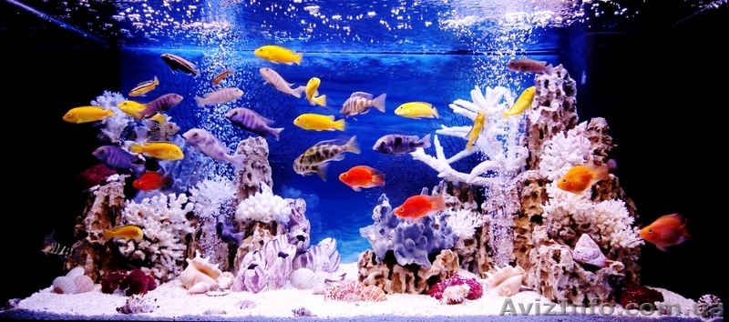 Акция! Первое обслуживание любого аквариума 100грн. - <ro>Изображение</ro><ru>Изображение</ru> #1, <ru>Объявление</ru> #1289953