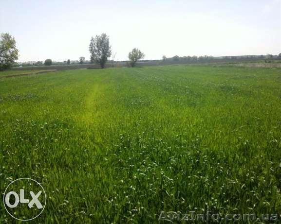 Земельний участок з будинком під зруйнування(47 соток) Мировка - <ro>Изображение</ro><ru>Изображение</ru> #1, <ru>Объявление</ru> #1310360