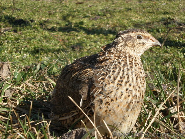 Цесарки, перепела - <ro>Изображение</ro><ru>Изображение</ru> #1, <ru>Объявление</ru> #1311965