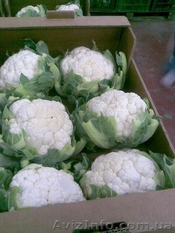 Цветная капуста из Испании - <ro>Изображение</ro><ru>Изображение</ru> #1, <ru>Объявление</ru> #1329754