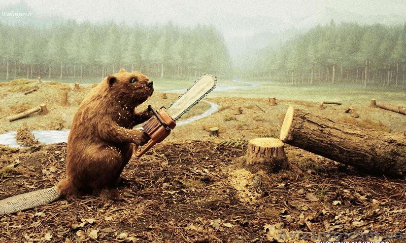 Валка аварийных и сухостойных деревьев под ключ в Киеве и Киевской области - <ro>Изображение</ro><ru>Изображение</ru> #1, <ru>Объявление</ru> #1321455