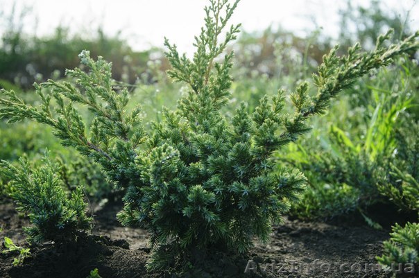 Можжевельник от производителя  - <ro>Изображение</ro><ru>Изображение</ru> #1, <ru>Объявление</ru> #1323632