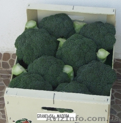Брокколи из Испании - <ro>Изображение</ro><ru>Изображение</ru> #1, <ru>Объявление</ru> #1328959