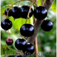 Смородина "Юбилейная Копаня" от производителя  - <ro>Изображение</ro><ru>Изображение</ru> #1, <ru>Объявление</ru> #1323627