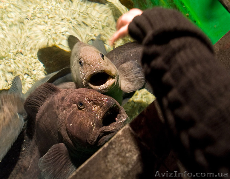 консультации руководителям личный опыт - <ro>Изображение</ro><ru>Изображение</ru> #1, <ru>Объявление</ru> #1324835