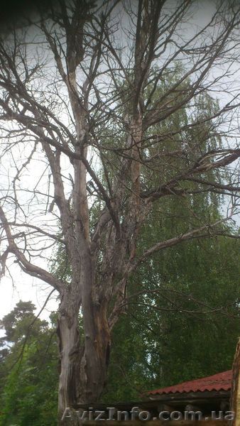 Удаление деревьев любой сложности. - <ro>Изображение</ro><ru>Изображение</ru> #1, <ru>Объявление</ru> #1319560