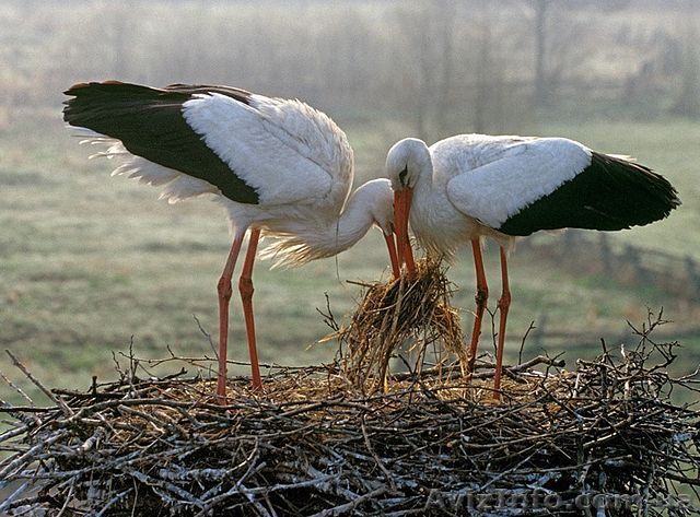 Оптовая ветеринарная аптека Veterinariya.info - <ro>Изображение</ro><ru>Изображение</ru> #1, <ru>Объявление</ru> #1322199