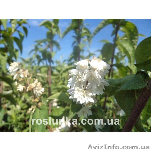 Дейция белая Махровая от производителя  - <ro>Изображение</ro><ru>Изображение</ru> #1, <ru>Объявление</ru> #1323633