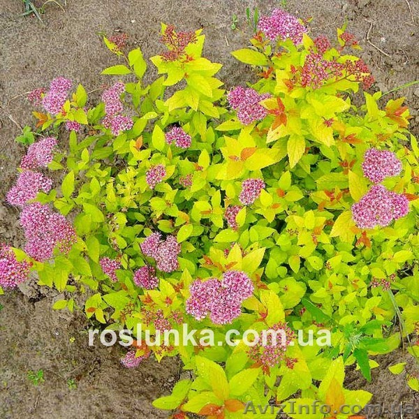 Спирея японськая Крупнолистная от производителя - <ro>Изображение</ro><ru>Изображение</ru> #1, <ru>Объявление</ru> #1323635