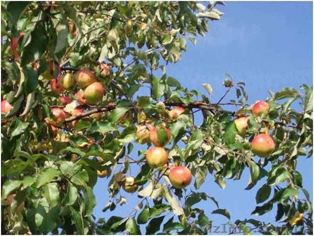 Продажа и посадка плодовых деревьев. - <ro>Изображение</ro><ru>Изображение</ru> #1, <ru>Объявление</ru> #1319562