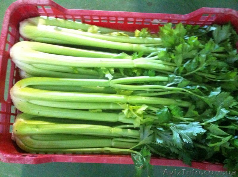 Сельдерей. Прямые поставки из Испании - <ro>Изображение</ro><ru>Изображение</ru> #1, <ru>Объявление</ru> #1329011