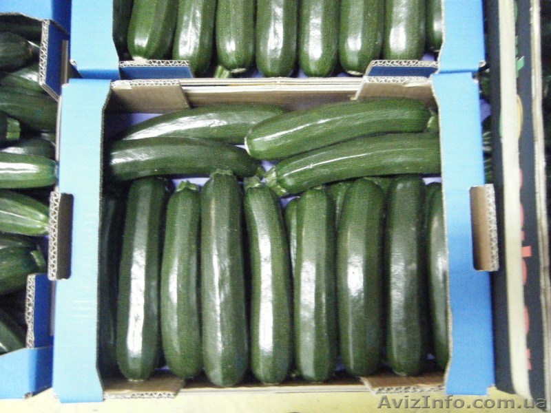 Кабачки цукини. Прямые поставки из Испании - <ro>Изображение</ro><ru>Изображение</ru> #1, <ru>Объявление</ru> #1329030