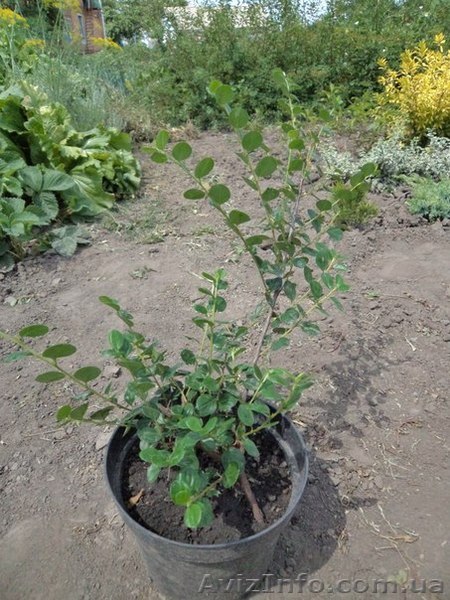 Кизильник горизонтальный наншанський от производителя - <ro>Изображение</ro><ru>Изображение</ru> #1, <ru>Объявление</ru> #1323638