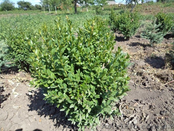 Самшит от производителя  - <ro>Изображение</ro><ru>Изображение</ru> #1, <ru>Объявление</ru> #1323625