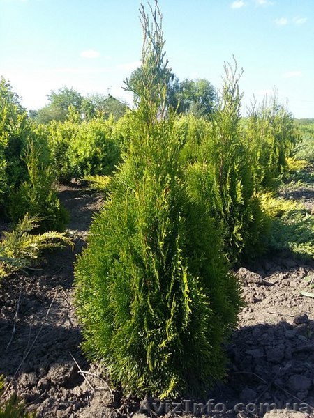 Туя "Смарагд" от производителя  - <ro>Изображение</ro><ru>Изображение</ru> #1, <ru>Объявление</ru> #1323615