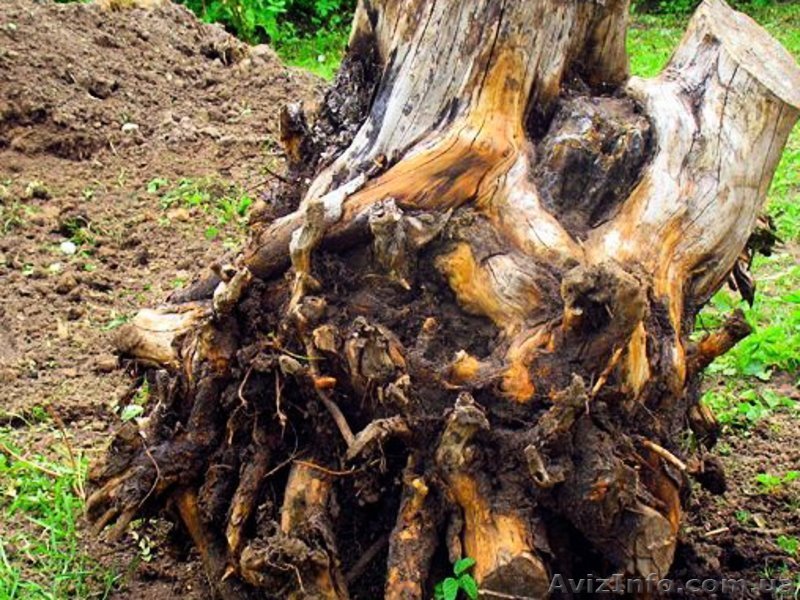 Удаление проблемных деревьев, уборка сада - <ro>Изображение</ro><ru>Изображение</ru> #1, <ru>Объявление</ru> #1319554
