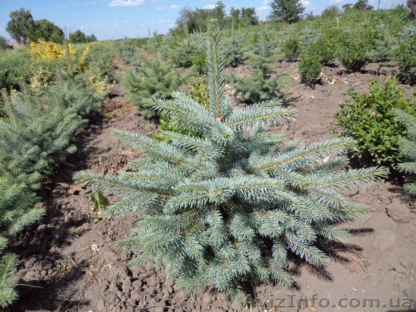 Ель голубая от производителя  - <ro>Изображение</ro><ru>Изображение</ru> #1, <ru>Объявление</ru> #1323637