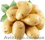 Картофель оптом от фермерских хозяйств  - <ro>Изображение</ro><ru>Изображение</ru> #1, <ru>Объявление</ru> #1338303