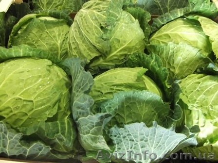 Капуста белокочанная из Испании - <ro>Изображение</ro><ru>Изображение</ru> #1, <ru>Объявление</ru> #1341197