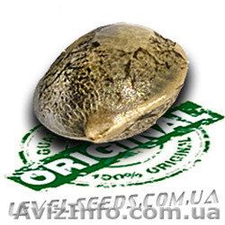 Семена канабиса - <ro>Изображение</ro><ru>Изображение</ru> #1, <ru>Объявление</ru> #1337660