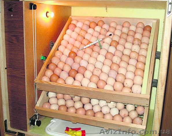 яйцо инкубационное - <ro>Изображение</ro><ru>Изображение</ru> #1, <ru>Объявление</ru> #1349298