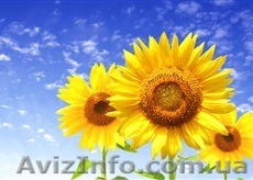 Семена кукурузы, семена подсолнечника, семена сорго. - <ro>Изображение</ro><ru>Изображение</ru> #1, <ru>Объявление</ru> #1348424