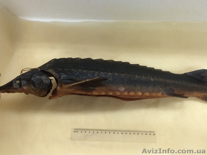 Осетр горячего и холодного копчения - <ro>Изображение</ro><ru>Изображение</ru> #1, <ru>Объявление</ru> #1344900