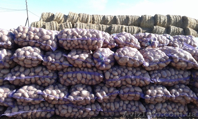 Картофель напрямую от фермерских хозяйств. - <ro>Изображение</ro><ru>Изображение</ru> #1, <ru>Объявление</ru> #1344455