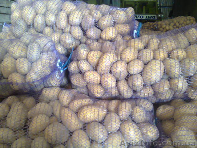 Картофель оптом. Картопля оптом - <ro>Изображение</ro><ru>Изображение</ru> #1, <ru>Объявление</ru> #1353002